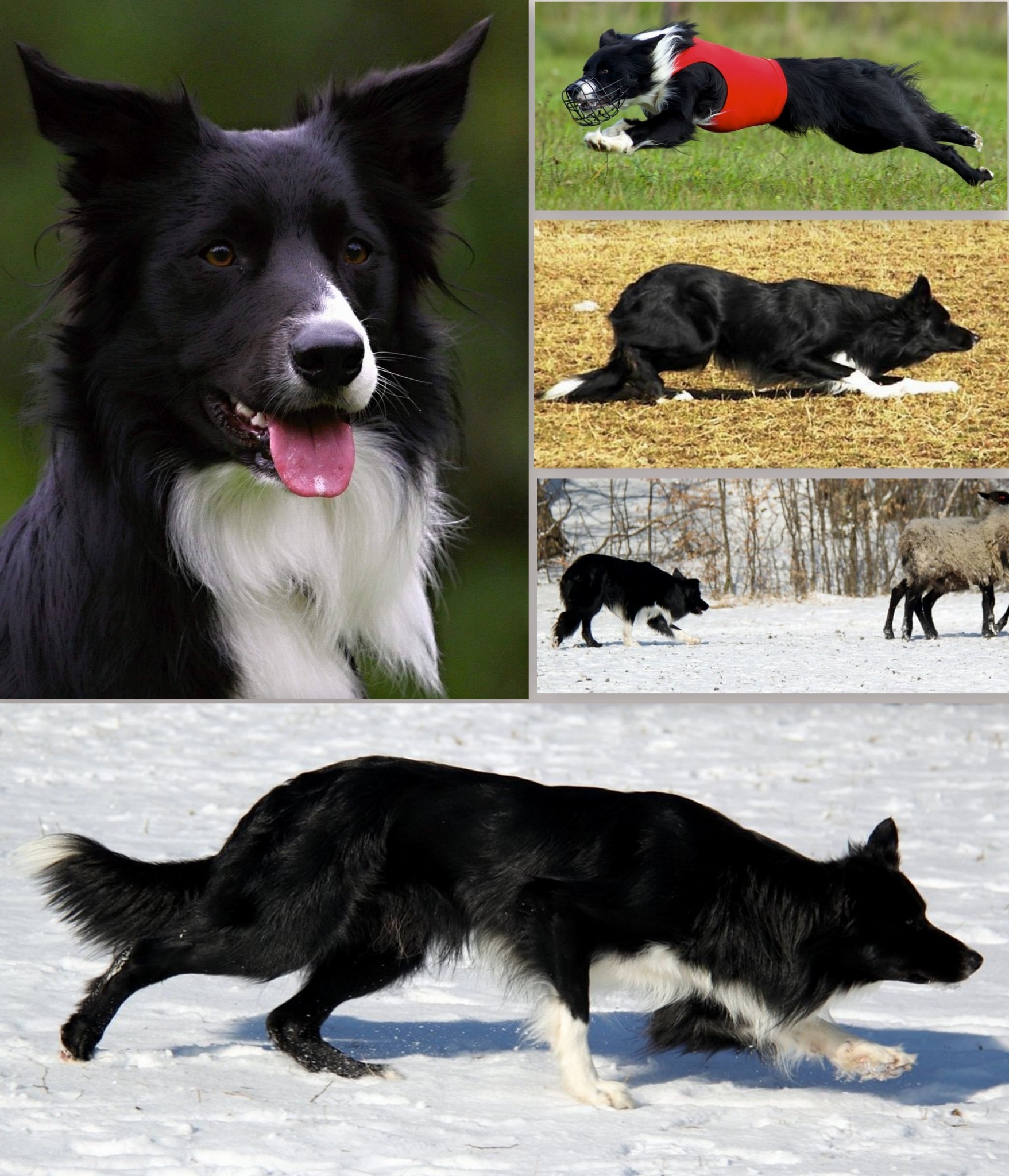 Genomia: Genetic tests for dogs of breed: Border Collie